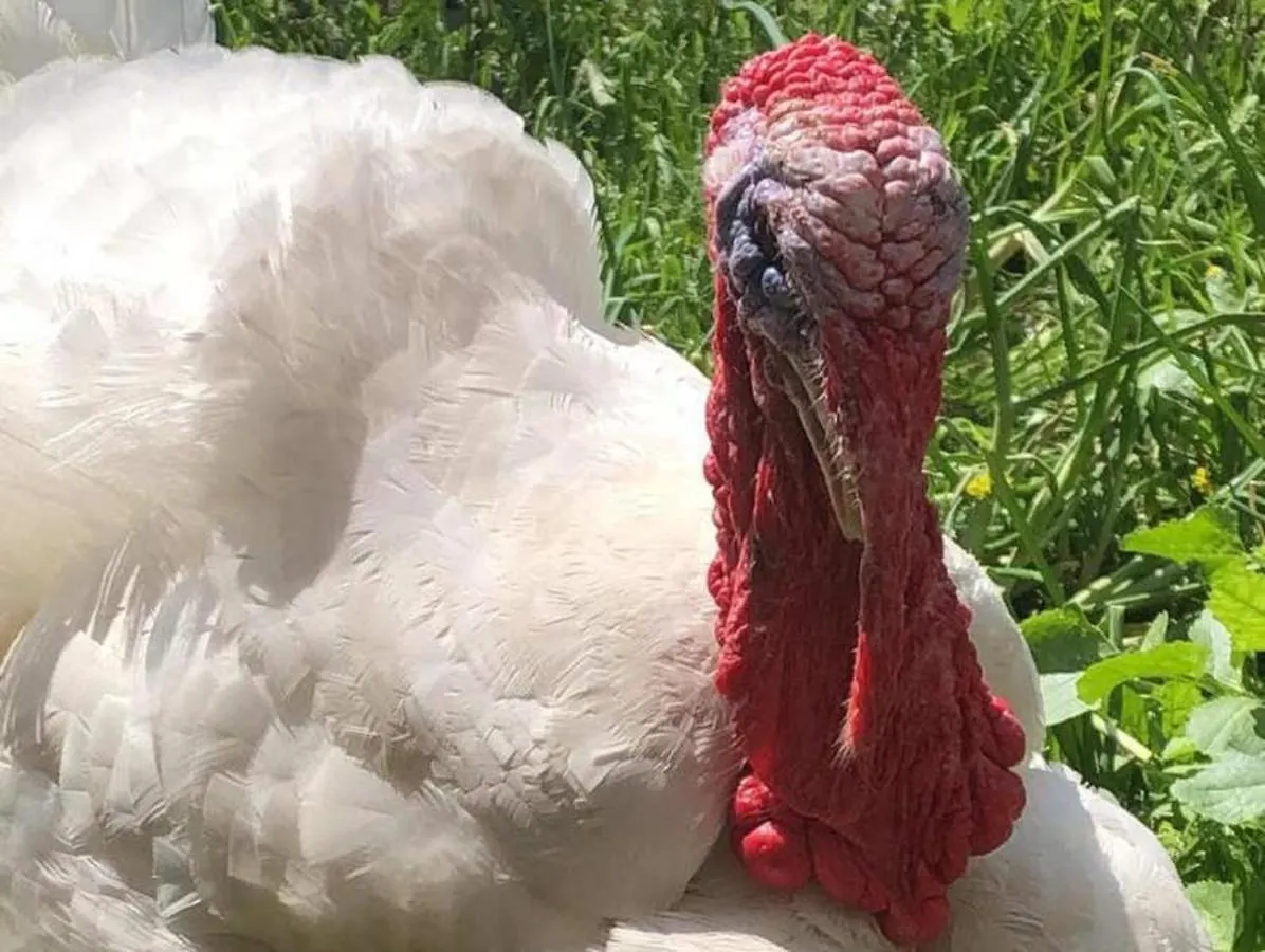 Naturspiel Posing 0*,  Γερμανία